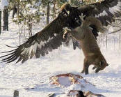 Picture of eagle grabing the hind quarter of a fox with its talons